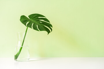Tropical green leaf on white table with color background and copy space