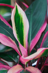 pink and yellow leafes from a Ti Plant - obrazy, fototapety, plakaty
