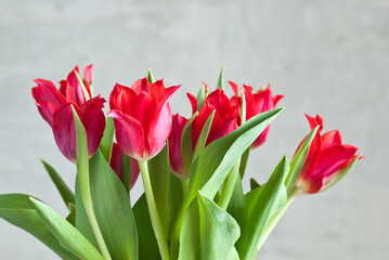red tulips on a gray background