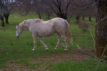 Obraz na płótnie Canvas koń zwierze biały trawa zieleń drzewa