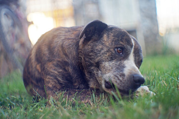 dog portrait on the grass