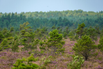 clear bog tundra landscape in summer with green vegetation