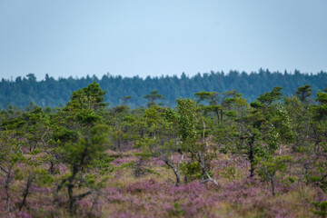 Fototapeta premium clear bog tundra landscape in summer with green vegetation