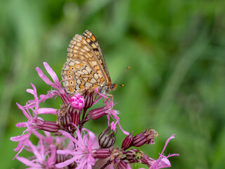 Marsh Fritillary (Euphydryas aurinia)