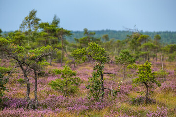 clear bog tundra landscape in summer with green vegetation
