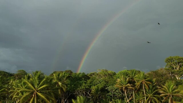 Vultures flying over palm trees with rainbow in background Costa Rica pacific ocean