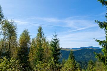 alpine pine in the landscapes of the mountains on a sunny day