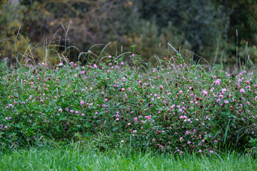 green summer meadow abstract texture with flowers and foliage