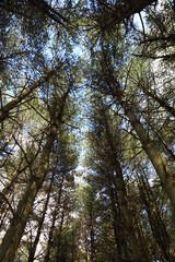 Low angle view of the forest