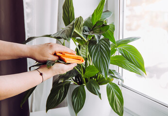 Person wiping house dust from houseplants leaves in springtime with soft cloth. Spring houseplant...