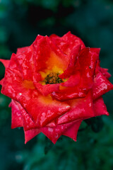 Red rose, beautiful blurred background with a bright flower. Blooming nature in summer. Rich contrasting color with green leaves
