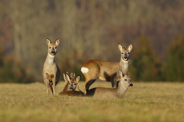 wildlife scene from spring time. Herd roe deers  on meadow. Deer in the nature habitat. Capreolus capreolus. Wildlife scene from czech nature.