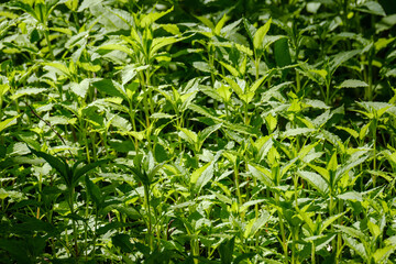 green summer foliage abstract texture