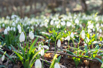Snowdrops or Galanthus nivalis in the sunlight. A large field of snowdrops in the spring forest.