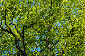 green summer foliage abstract texture