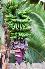 Obraz premium Noch nicht geerntete große Bananenstaude mit Blüte