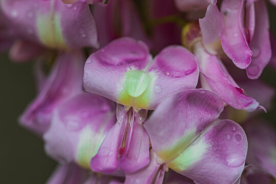 close up of a flower