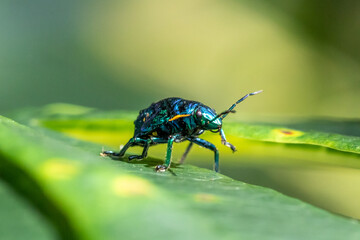 Jewel Bug in metallic green