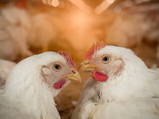 Chicken farming with yellow light
