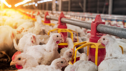 Chicken farming with yellow light