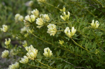 Obraz premium Closeup Chamaecytisus albus known as white broom with blurred background in summer garden