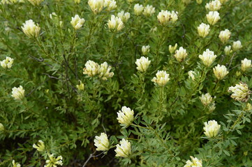 Closeup Chamaecytisus albus known as white broom with blurred background in summer garden