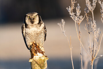 northern hawk owl (Surnia ulula) in winter time on meadow