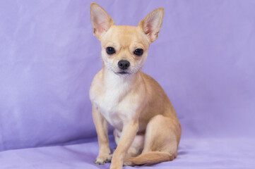 Studio portrait of creamy curious Chihuahua puppy looking straight in camera while sitting against purle-bluish background