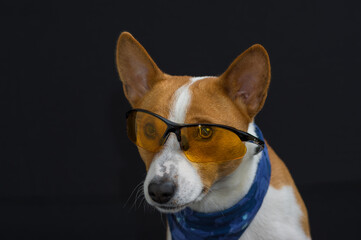 Nice low key potrait of stylish basenji dog wearing blue kerchief and having intent look  through yellow glasses
