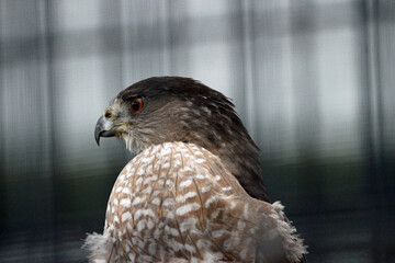 Beautiful Birds of Prey