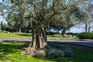 Old olive tree in the center of the park
