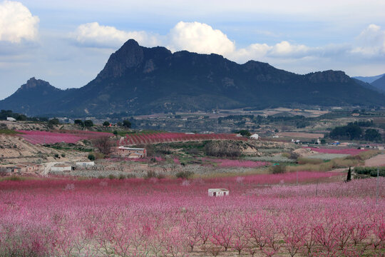 Floraci&oacute;n de melocotoneros, a finales de invierno. Paraje de Las Ramblas, en Cieza, con La Atalaya al fondo (Murcia-Espa&ntilde;a).