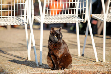 Schwarze Katze döst in der Sonne