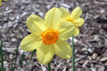 Daffodils in the Spring Garden