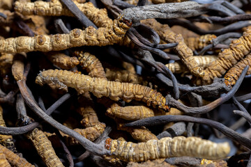 cordyceps for healthcare concept