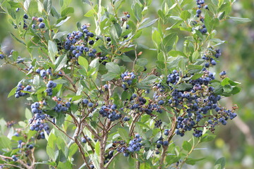 Blueberry farm,Blueberry tree,