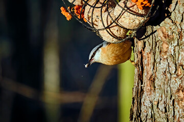 Kleiber ( Sitta europaea ).