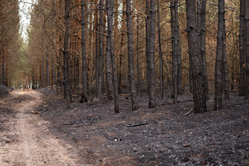 Forest in ashes after fire, happened by people's mistake and negligence. Black trunks of pine trees, small dirt road, damaged nature.