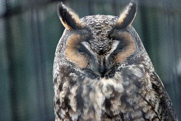 Owls