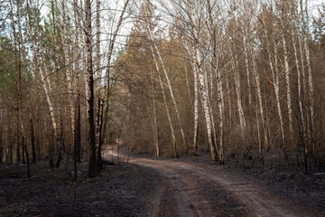 Obraz premium Birch forest after fire, burned trunks of the trees. dirt road in the middle of the woods. Gloomy autumn day, results of human negligence.