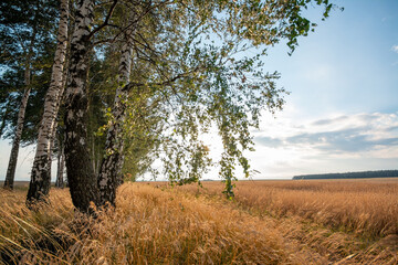 Summer landscape in the countryside, blue a bit cloudy sky, bright sun. Birch trees near the agricultural field.