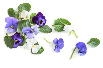 Fototapeten Purple blue flower heads and of viola, violet or pansy and leaves on a white background with copy space, high angle view from above © Maren Winter