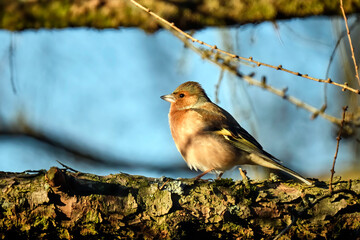 Buchfink ( Fringilla coelebs ).