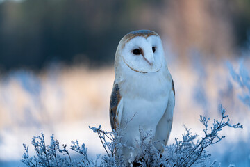 barn owl (Tyto alba) at morning in winter time.