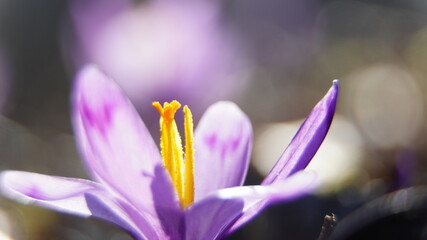 Fototapeta premium Crocus In the reserve