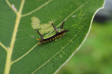 caterpillar on leaf