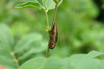 moth on leaf