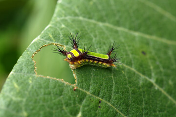 caterpillar eating leaf