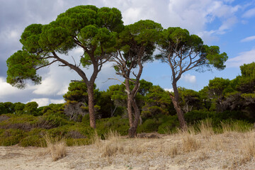 Fototapeta na wymiar Pine trees on the sand