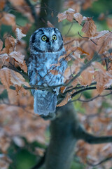 boreal owl (Aegolius funereus) on tree in forest.